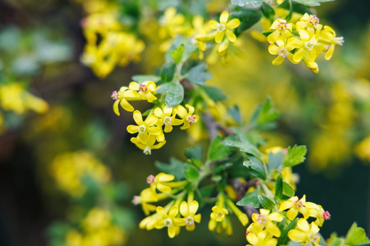 Berberine plant flowers — natural source of berberine alkaloid for blood sugar support