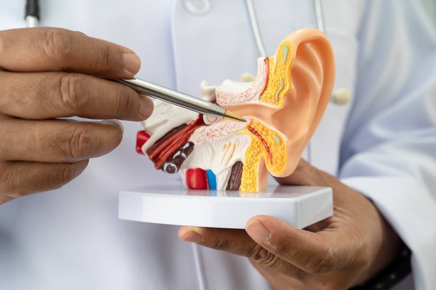 Doctor pointing to ear anatomy model showing cochlear structures affected by age-related hearing changes